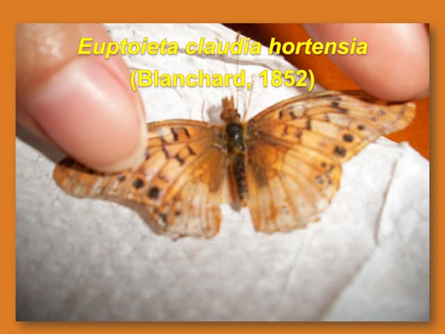 Euptoieta claudia hortensia