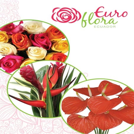 Euroflorabcn Bouquets de Rosas y Flores de Ecuador