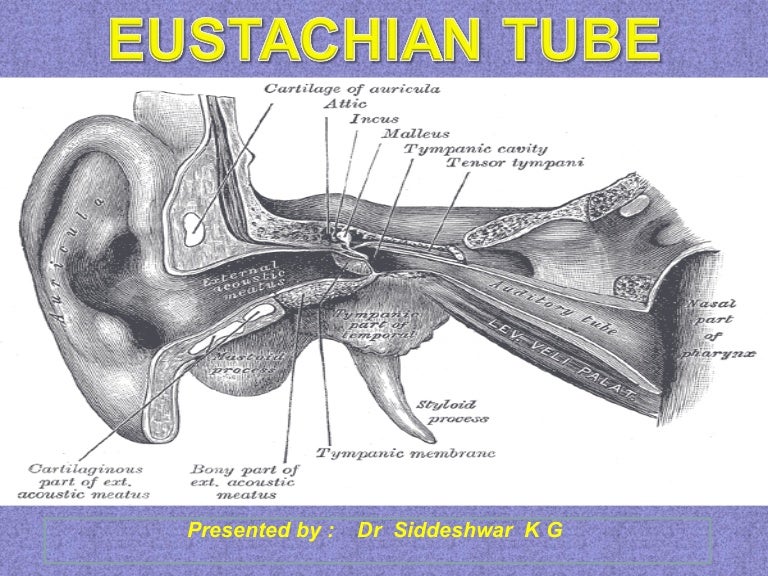Eustachian tube final PP ANATOMY,EMBRYOLOGY,FUNCTIONS,DYSFUNCTIONS TR…