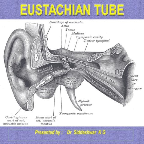 Eustachian tube final PP ANATOMY,EMBRYOLOGY,FUNCTIONS,DYSFUNCTIONS ... Biology Diagrams
