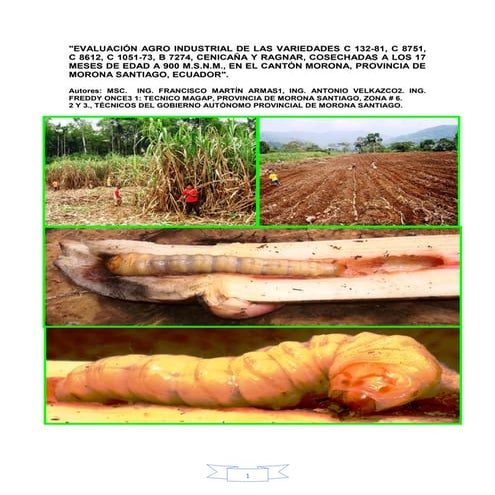 Evaluación agro industrial de las variedades c 132