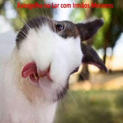 Evangelho animais 75