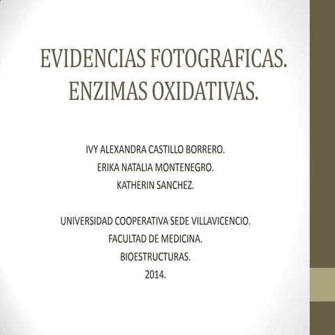 Evidencias fotograficas enzimas oxidativas.