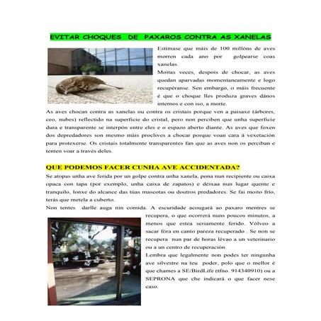 Evitar que os paxaros choquen contra as xanelas