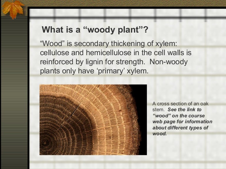 Evol and dist of woody plants