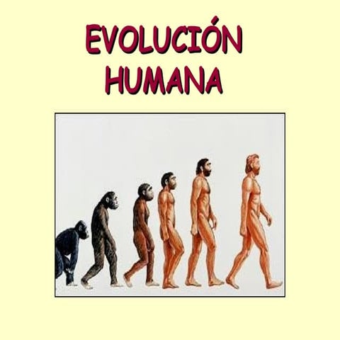 Evolución humana