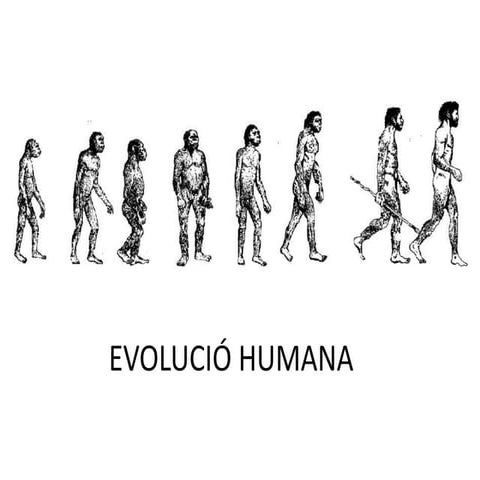 Evolució humana