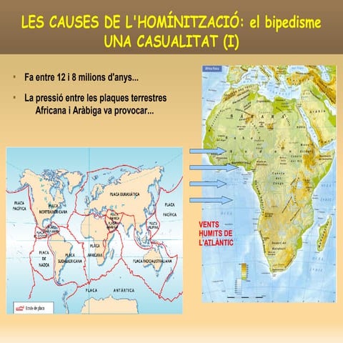 Evolució dels homínids . paleolític