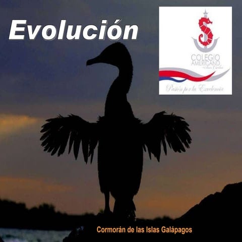 EVOLUCION