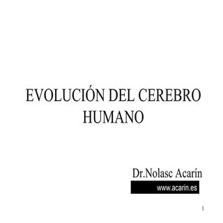 Evolucion del Cerebro Humano