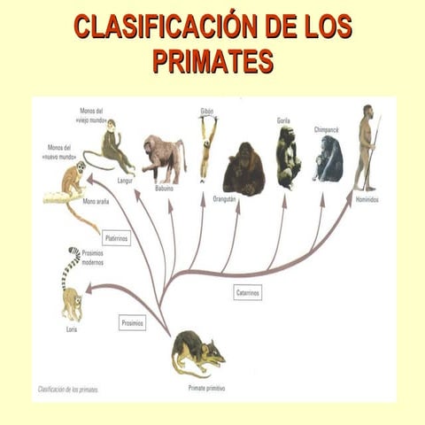Evolución del hombre