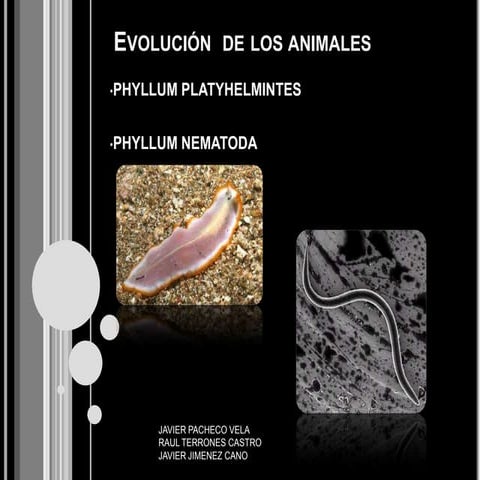 Evolución  de los animales