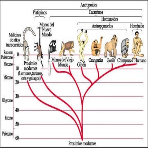 Evolucio Humans
