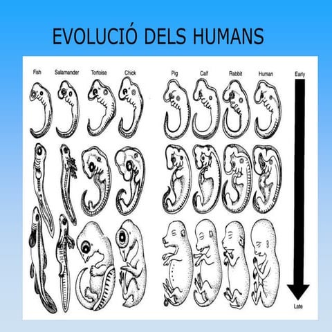 Evolucio humana 