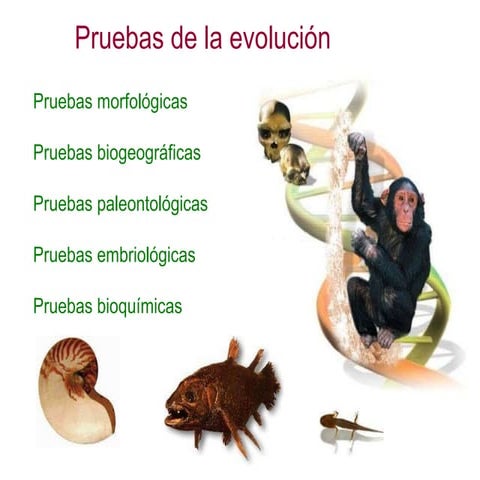 Evolución 2.- Pruebas evolutivas