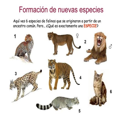 Evolución 4.- Formación de nuevas especies
