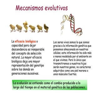 Evolución 5.- Mecanismos evolutivos