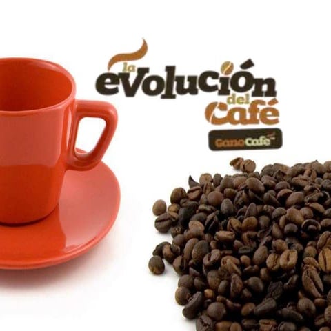 Evolucion del cafe