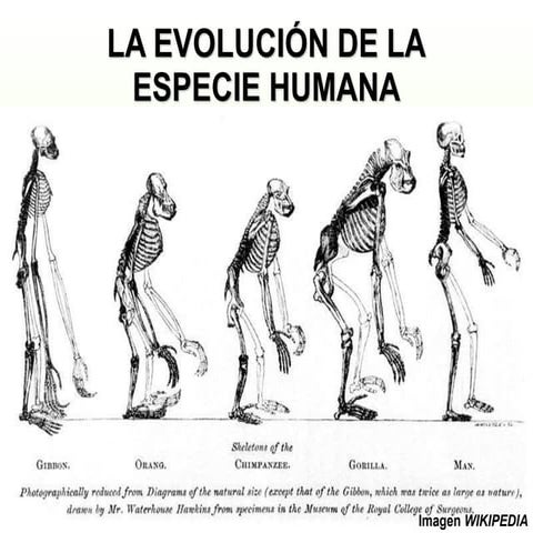 evolucion humana.ppt