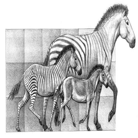 Evolution and Natural Selection