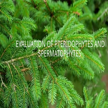 Evolution of pteridophytes and spermatophytes.pptx