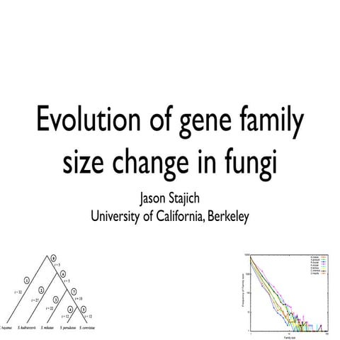 Evolution of gene family size change in fungi