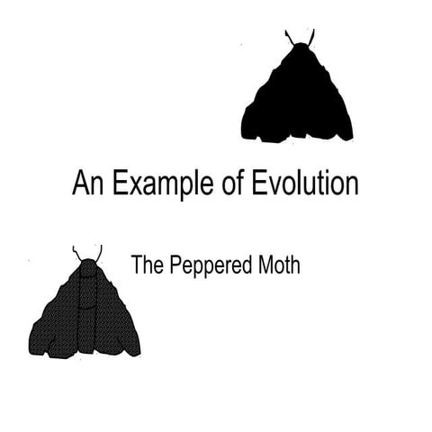 Evolution -the peppered moth presentation student version