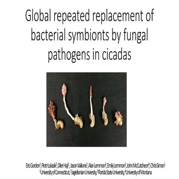 Global repeated replacement of bacterial symbionts by fungal pathogens in cic...