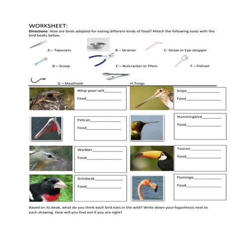 Evolution beaks modified worksheet