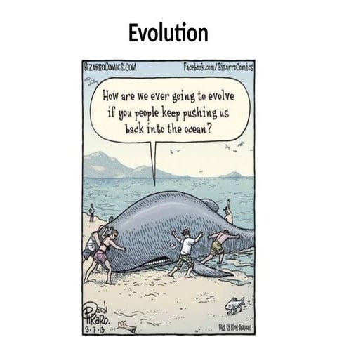 Mechanisms of Evolution including Hardy Weinberg Equilibrium