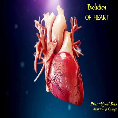 Evolution of Heart