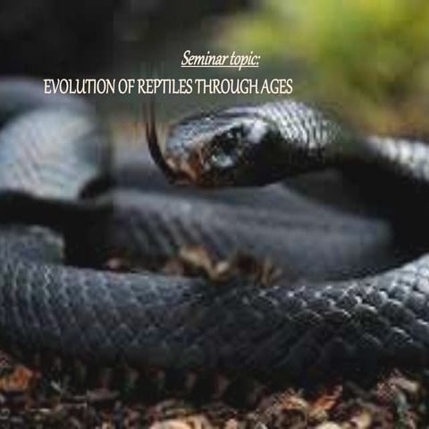 Evolution of reptiles