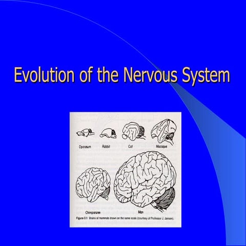 Evolution Of The Nervous System