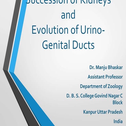 Evolution of Urinogenital Ducts