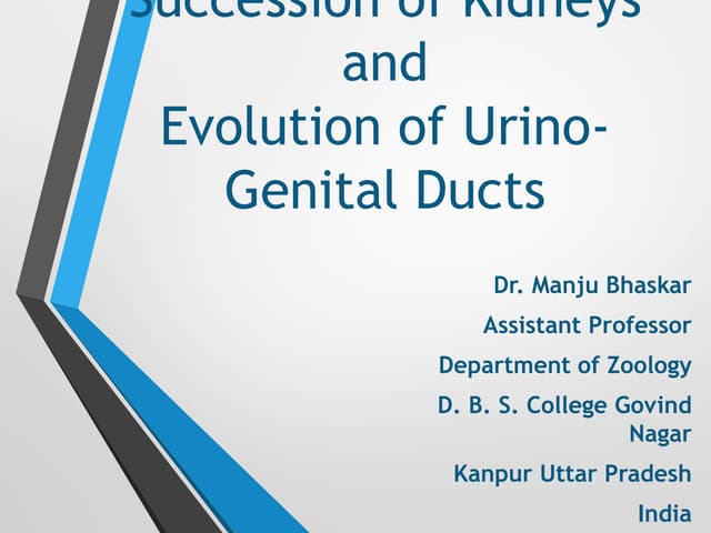 Evolution of Urinogenital Ducts.pptx