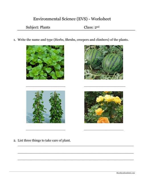 Environmental Science (EVS) : Plants Worksheet (Class II)