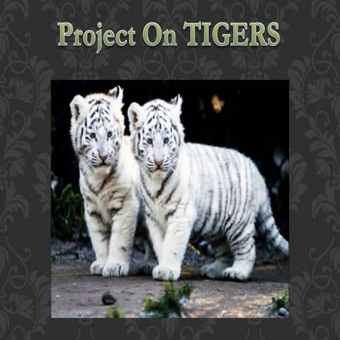 PROJECT TIGER ppt. | PPTX