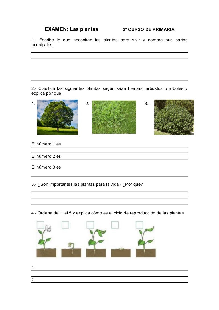 Examen Las plantas Conocimiento del Medio 2º de Primaria