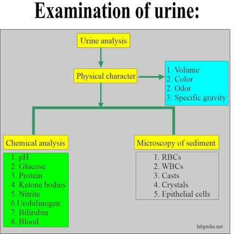 Examination of urine.pptx
