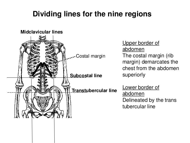 Examining Abdominal Landmarks during a Clinical Exam