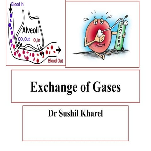 Exchange of gases 1