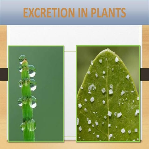 Excretion in plants