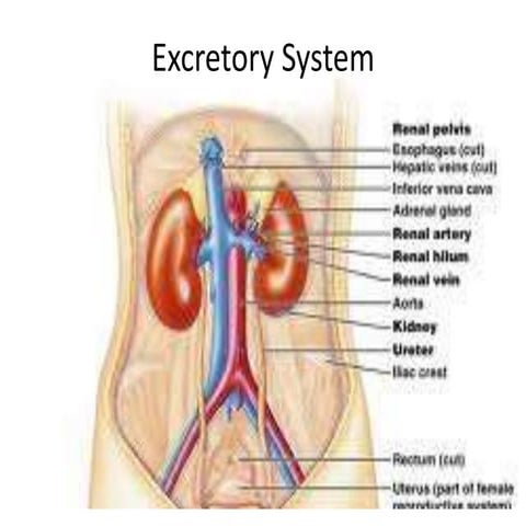 Excretory system