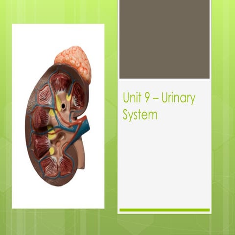 The Excretory System