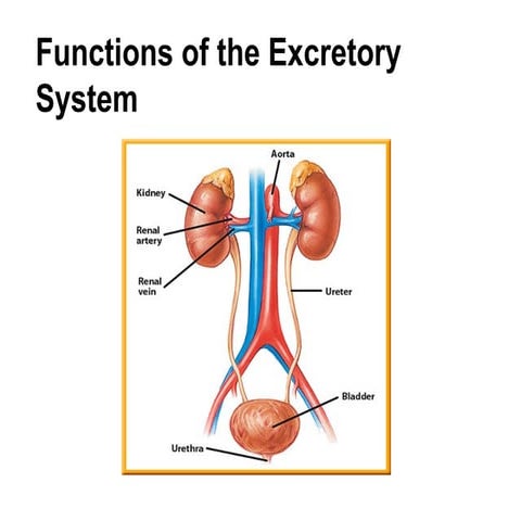 Excretory system