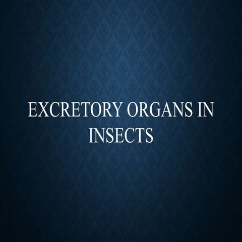 Excretory organs in insects