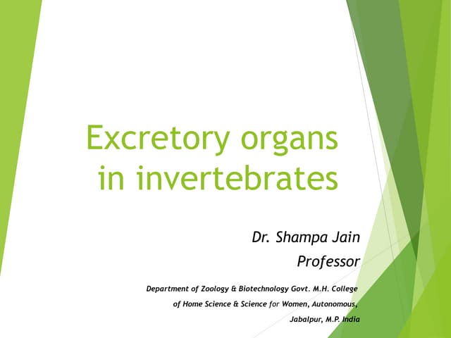Excretory organs in invertebrates