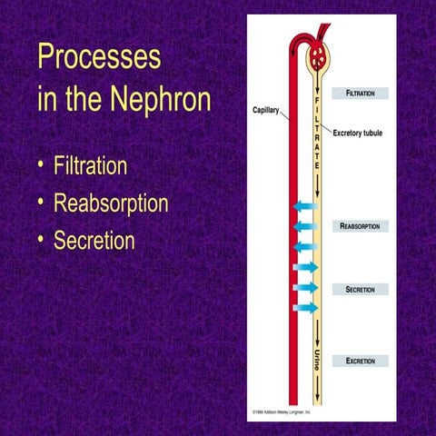 Excretory ppt moodle 2013 2014 | PPT