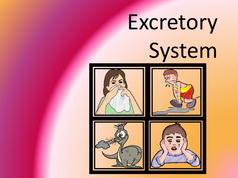 Excretory System In Human Beings