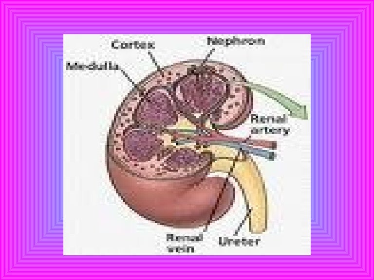 Excretory system